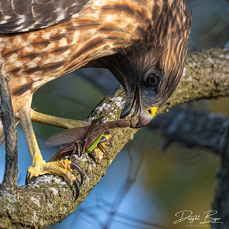 Red-shouldered Hawk