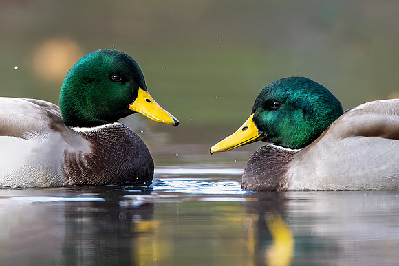 Mallards