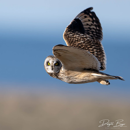 Short-eared Owl