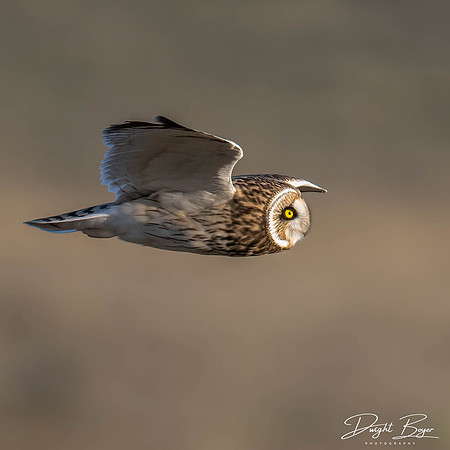 Short-eared Owl