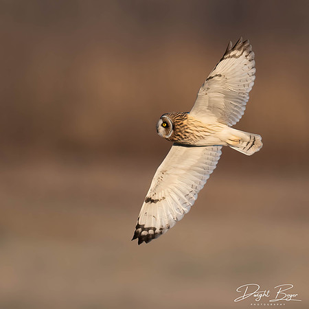 Short-eared owl