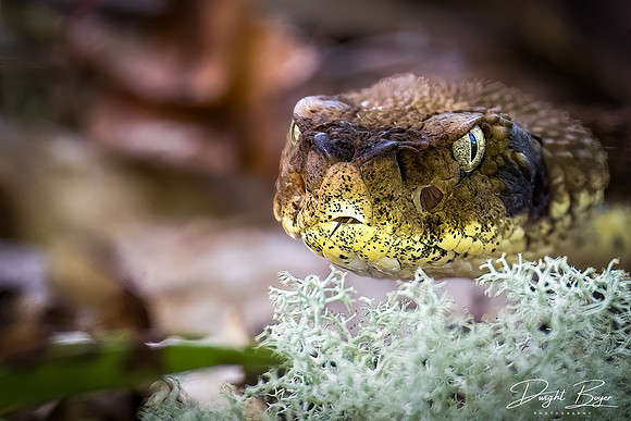 Timber Rattlesnake