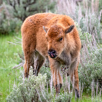 Red Dog