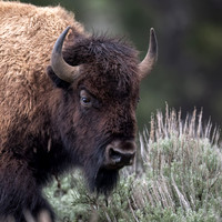 Bison