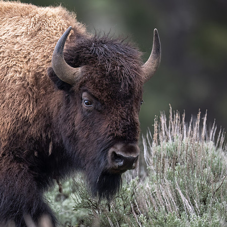 Bison