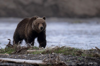 Grizzly Bear