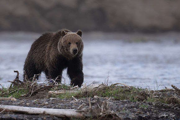 Grizzly Bear