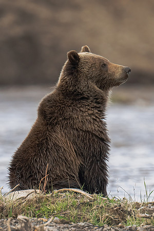 Grizzly Bear