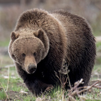 Grizzly Bear