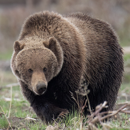 Grizzly Bear