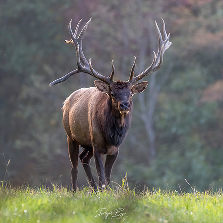 Bull Elk