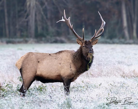 Bull Elk