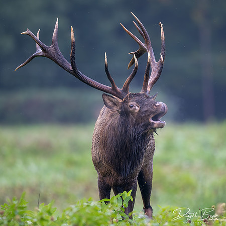 Bull Elk