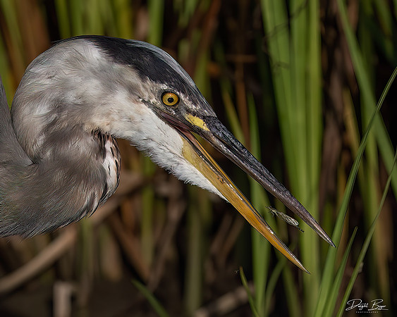 Blue Heron