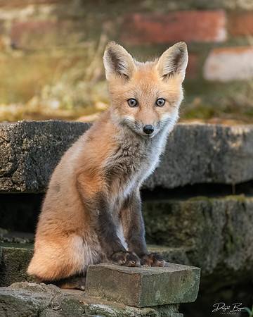 Red Fox Kit