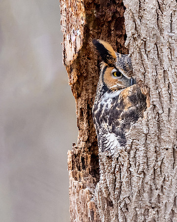 Great Horned Owl