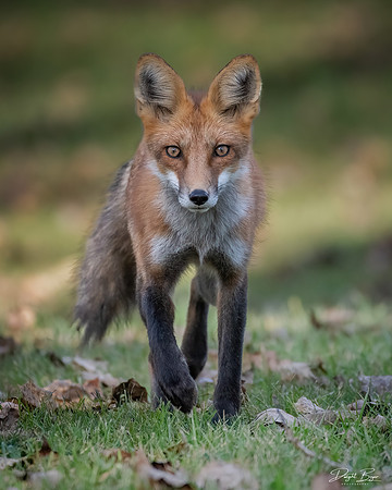 Red Fox