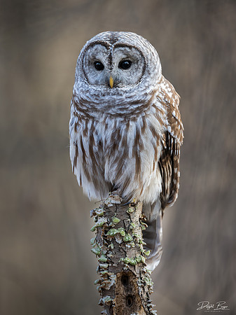 Barred Owl