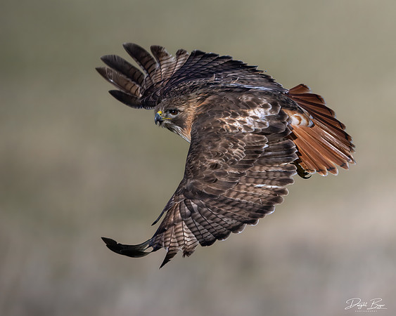 Red-tailed Hawk