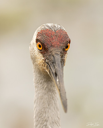 Sandhill Crane