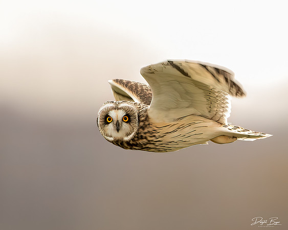 Short-eared Owl