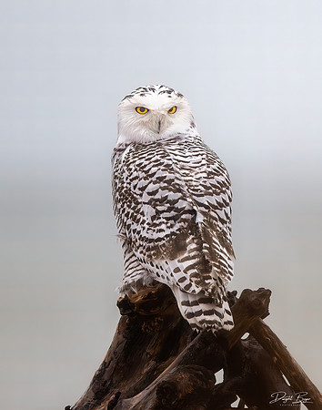 Snowy Owl