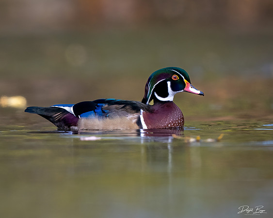 Wood Duck