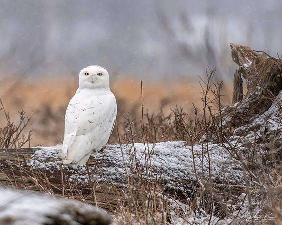Snowy Owl
