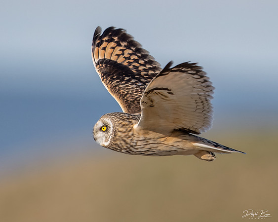 Short-eared Owl
