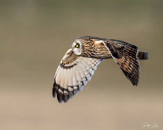 Short-eared Owl