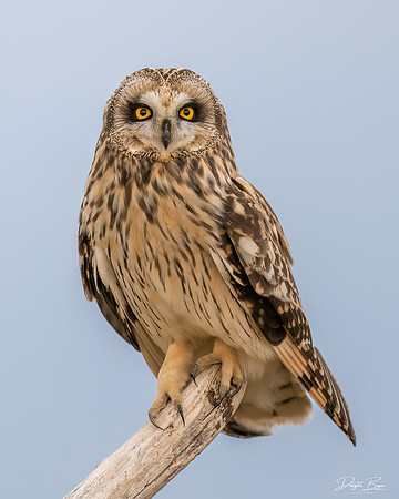 Short-eared Owl