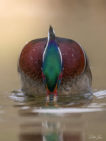 Wood Duck