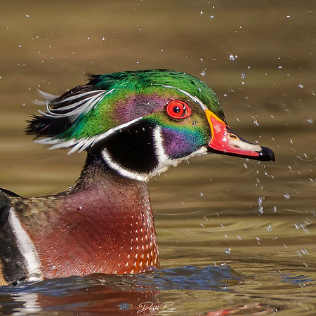 Male Wood Duck
