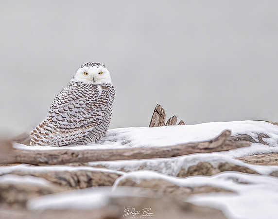 Snowy Owl
