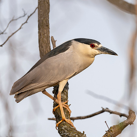 Black-crowned Night Heron