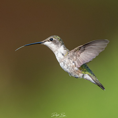 Ruby-throated Hummingbird