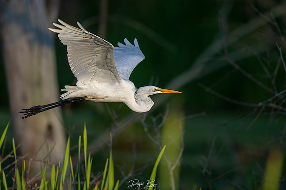 Great Egret