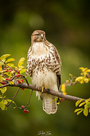 Red-tailed Hawk