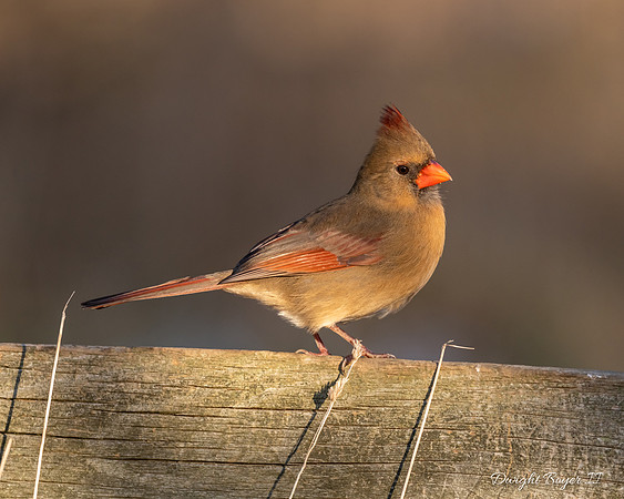 Female Cardinal