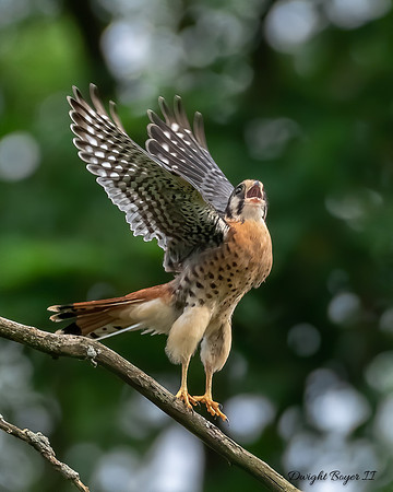 American Kestrel