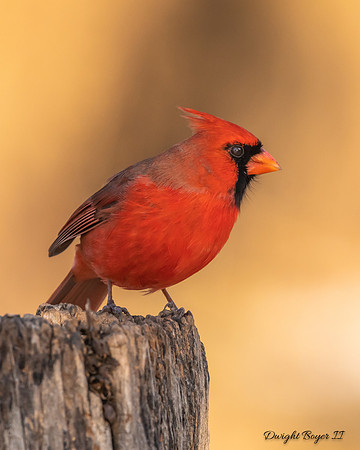 Male Cardinal