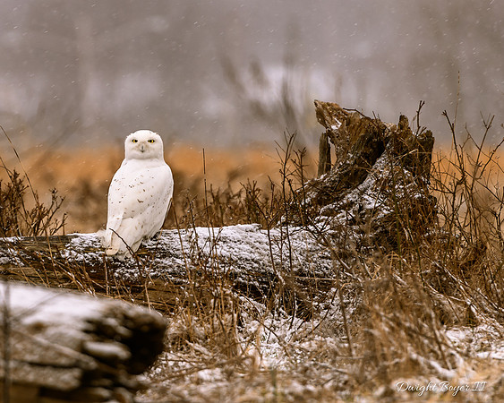 Snowy Owl