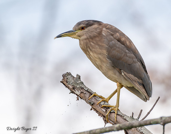 Black-crowned Night Heron