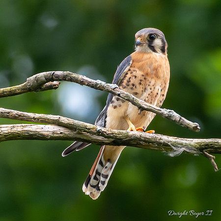 American Kestrel