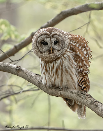 Barred Owl
