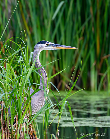 Great Blue Heron