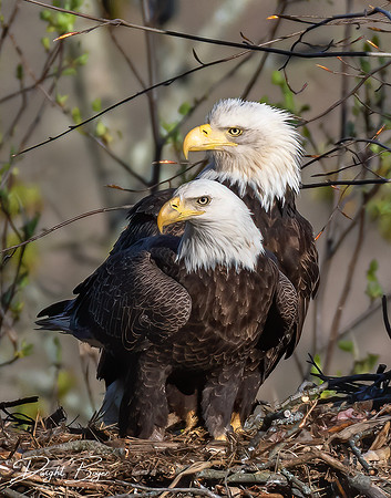 Eagle Couple