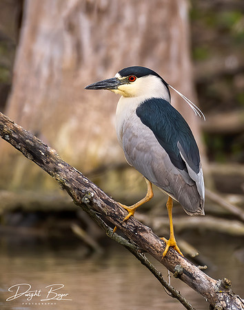 Black-crowned Night Heron