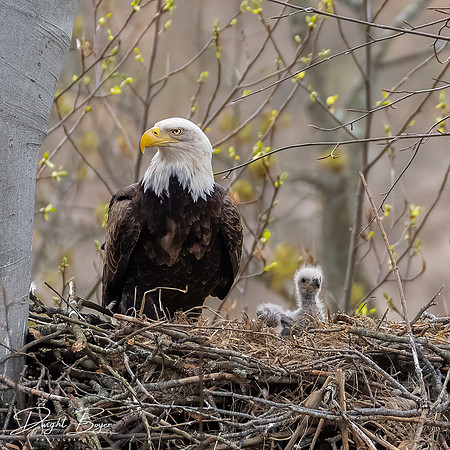 Mother and Baby