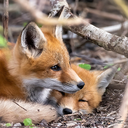 Fox Kits
